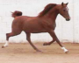 Russian Arabian Sport Horse Stallion
