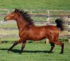 Russian Arabian Sport Horse Mare