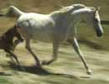 Russian Arabian Sporthorse Mare