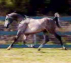 Straight Russian Arabian Stallion 