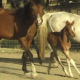 Hearst Bred Arabian Sport Horse Mare