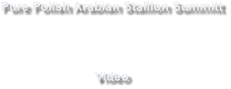 Pure Polish Arabian Stallion Summitt Video