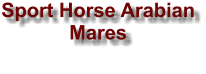 Sport Horse Arabian Mares