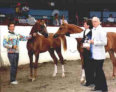 Arabian Show Horses