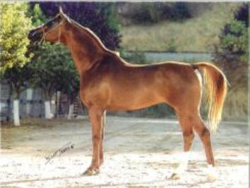 TLA Halynov 16.2h Russian Arabian stallion
