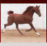 Russian Sporthorse Arabian Stallion