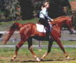 Arabian Dressage Show Horse