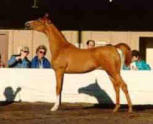 Champion Arabian Show Horse Mare
