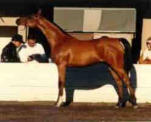 Champion Arabian Show Horse Mare