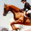 16h Arabian Sport Horse Stallion