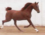 Russian Sporthorse Stallion Hals Riverdance