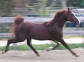 Russian Sport Horse Stallion