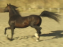 Beautiful Black-Bay Russion Stallion