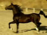 Arabian Show Horse Stallion