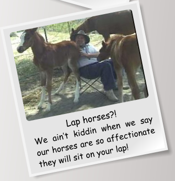 Lap horses?! We ain’t kiddin when we say our horses are so affectionate they will sit on your lap!