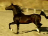 Arabian Show Horse Stallion