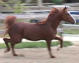 15.2 Sport horse Stallion