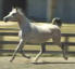Russian Arabian Mare Bred by Gil VanCamp