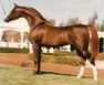 Russian Arabian Champion Stallion