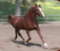Russian Sport Horse Arabian Stallion