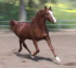 Arabian Russian Bred Stallion