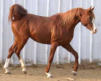Arabian Sport Horse Stallion for Sale