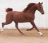 Russian Arabian Sporthorse Stallion