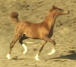 Arabian Stallion for Sale
