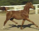 Arabian Sporthorse son of Hals Riverdance