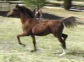 Arabian Sport Horse Mare