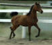 Arabian Sport Horse Mare