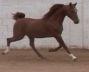 Arabian Sport Horse Stallion