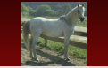 Arabian Mare from the Hearst Ranch