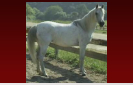 Arabian Mare from the Hearst Ranch